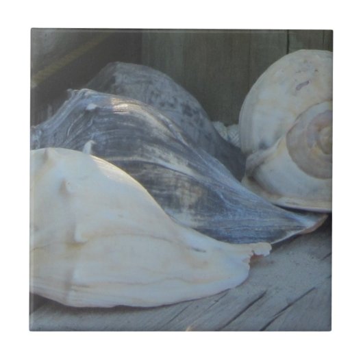 IMG_1498 (3).jpg Fliese (Vorderseite)