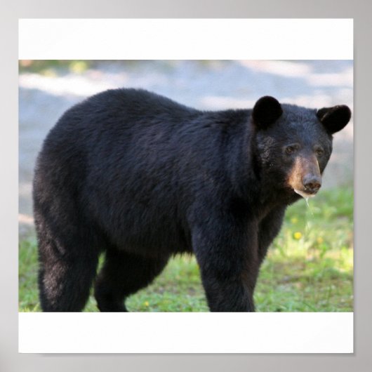 IMG_5587_editiert Poster (Vorne)