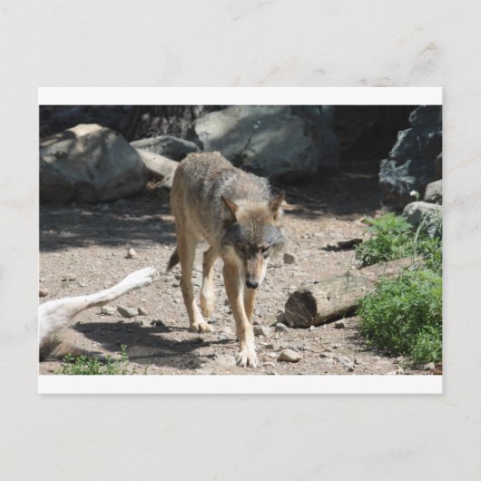 IMG_7805 POSTKARTE (Vorderseite)