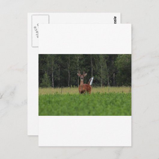 IMG_9486 POSTKARTE (Vorne/Hinten)