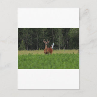 IMG_9486 POSTKARTE