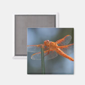 IMG MAGNET (Vorderseite/Rückseite)