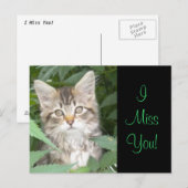 IMissYou! Kitten Postkarte (Vorne/Hinten)