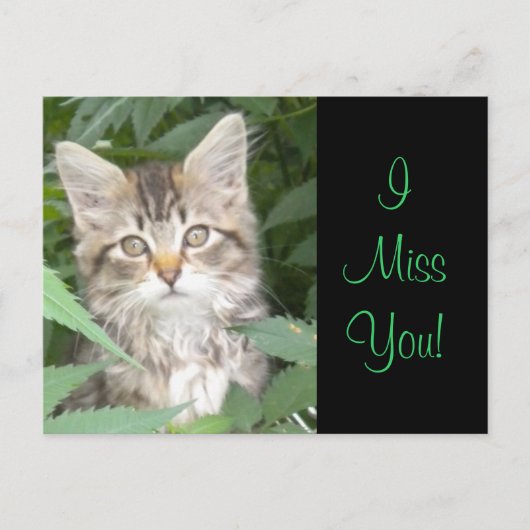 IMissYou! Kitten Postkarte (Vorderseite)