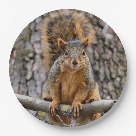 Imitate-Fuchs-Eichhörnchen Pappteller (Vorderseite)
