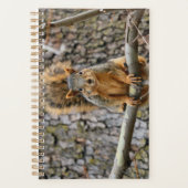 Imitate-Fuchs-Eichhörnchen Planer (Vorderseite)