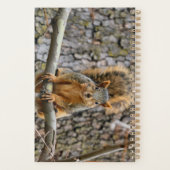 Imitate-Fuchs-Eichhörnchen Planer (Rückseite)