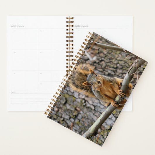 Imitate-Fuchs-Eichhörnchen Planer (Anzeige)