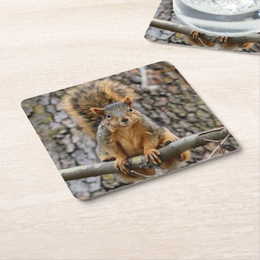 Imitate-Fuchs-Eichhörnchen Rechteckiger Pappuntersetzer (angewinkelt)