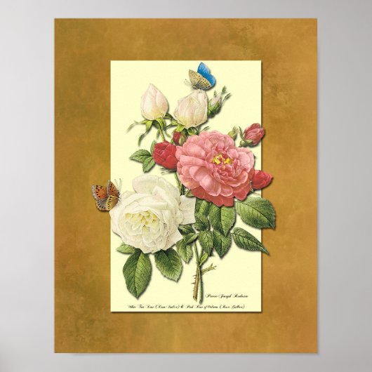 Imitate Grunge Poster, rot-weiße botanische Rose Poster (Vorne)