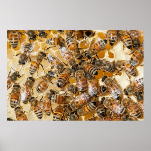 Imkerei auf Arlo's Honey Farm Poster