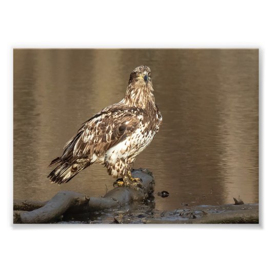 Immaterieller Adler mit Muddy Feet Fotodruck (Vorne)
