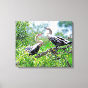 Immature Anhingas Wrapped Canvas Leinwanddruck