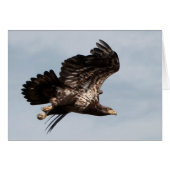 Immature Bald Adler, der Flug (Vorderseite (Horizontal))