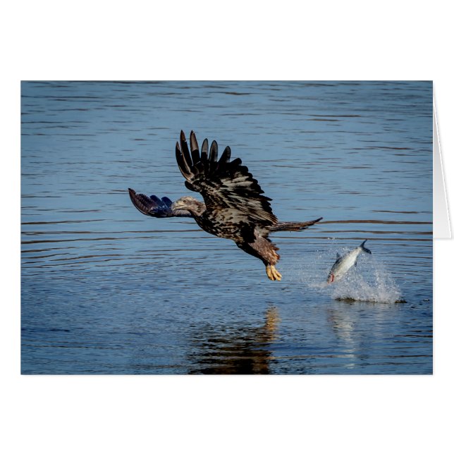 Immature Bald Adler fällt einen Fisch (Vorderseite (Horizontal))