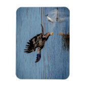 Immature Bald Adler fällt einen Fisch Magnet (Vertikal)