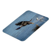 Immature Bald Adler fällt einen Fisch Magnet (Linke Seite)