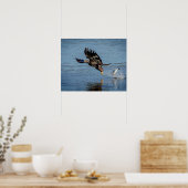 Immature Bald Adler fällt einen Fisch Poster (Küche)