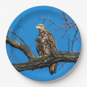 Immature Bald Eagle in Peekskill, NY Pappteller