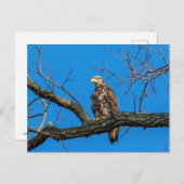 Immature Bald Eagle in Peekskill, NY Postkarte (Vorne/Hinten)