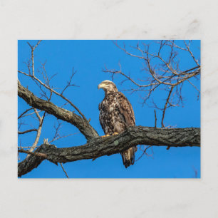 Immature Bald Eagle in Peekskill, NY Postkarte