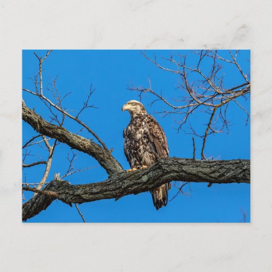 Immature Bald Eagle in Peekskill, NY Postkarte (Vorderseite)