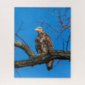 Immature Bald Eagle in Peekskill, NY Puzzle (Vertikal)