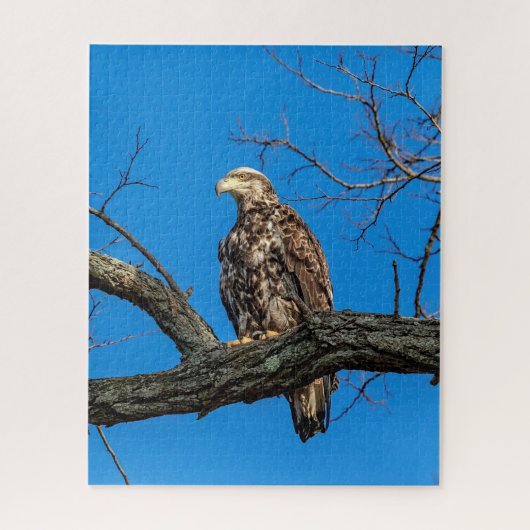 Immature Bald Eagle in Peekskill, NY Puzzle (Vertikal)