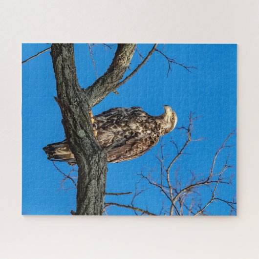 Immature Bald Eagle in Peekskill, NY Puzzle (Horizontal)