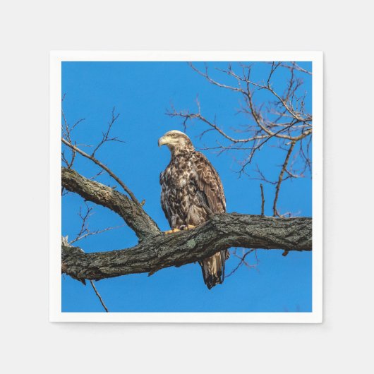 Immature Bald Eagle in Peekskill, NY Serviette (Vorderseite)