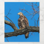 Immature Bald Eagle in Peekskill, NY Weinetikett (Einzelnes Label)