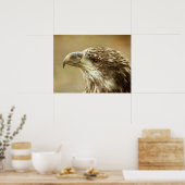 Immature Bald Eagle Poster (Küche)