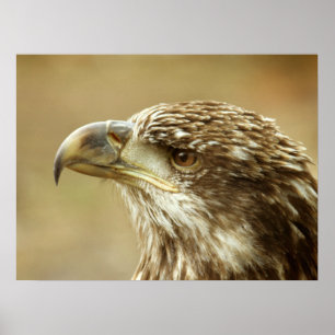 Immature Bald Eagle Poster