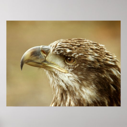 Immature Bald Eagle Poster (Vorne)