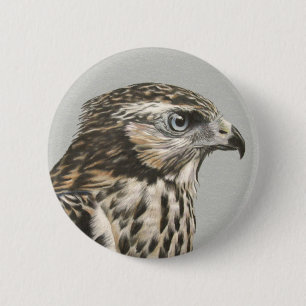Immature Goshawk Button