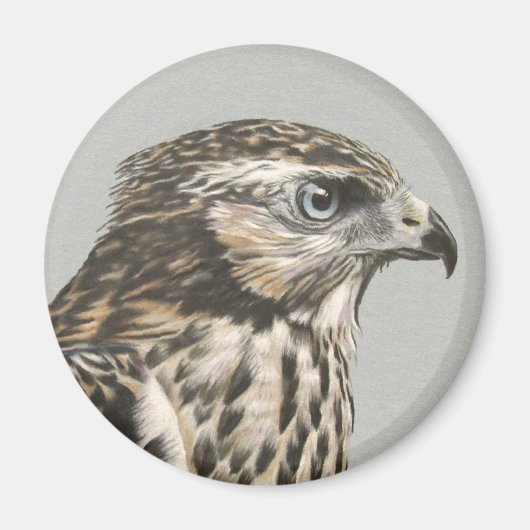 Immature Goshawk Magnet (Vorne)
