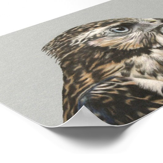 Immature Goshawk Poster (Ecke)