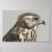 Immature Goshawk Poster (Vorne)