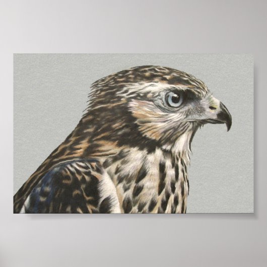 Immature Goshawk Poster (Vorne)