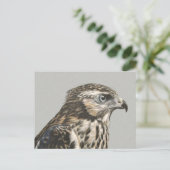 Immature Goshawk Postkarte (Stehend Vorderseite)
