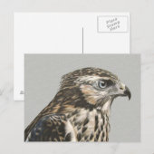 Immature Goshawk Postkarte (Vorne/Hinten)