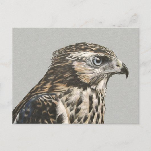 Immature Goshawk Postkarte (Vorderseite)