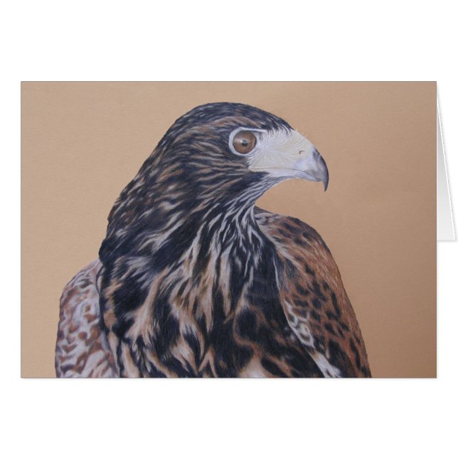 Immature Harris Hawk (Vorderseite (Horizontal))