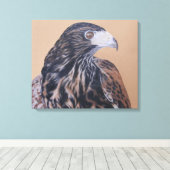 Immature Harris Hawk Leinwanddruck (Insitu (Holzboden))