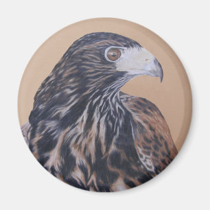 Immature Harris Hawk Magnet