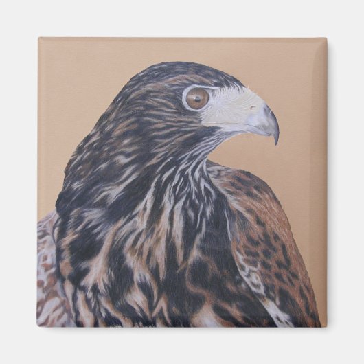 Immature Harris Hawk Magnet (Vorne)