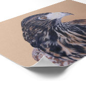 Immature Harris Hawk Poster (Ecke)