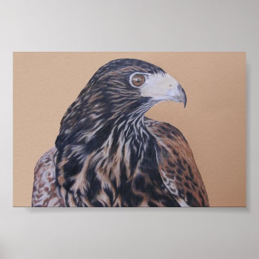 Immature Harris Hawk Poster (Vorne)