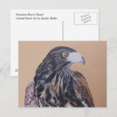 Immature Harris Hawk Postkarte (Vorne/Hinten)