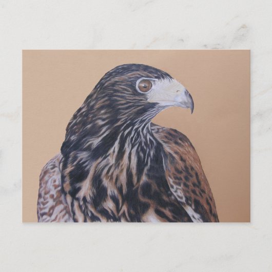 Immature Harris Hawk Postkarte (Vorderseite)